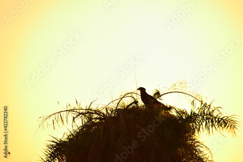 silhouette of a eagle in nest