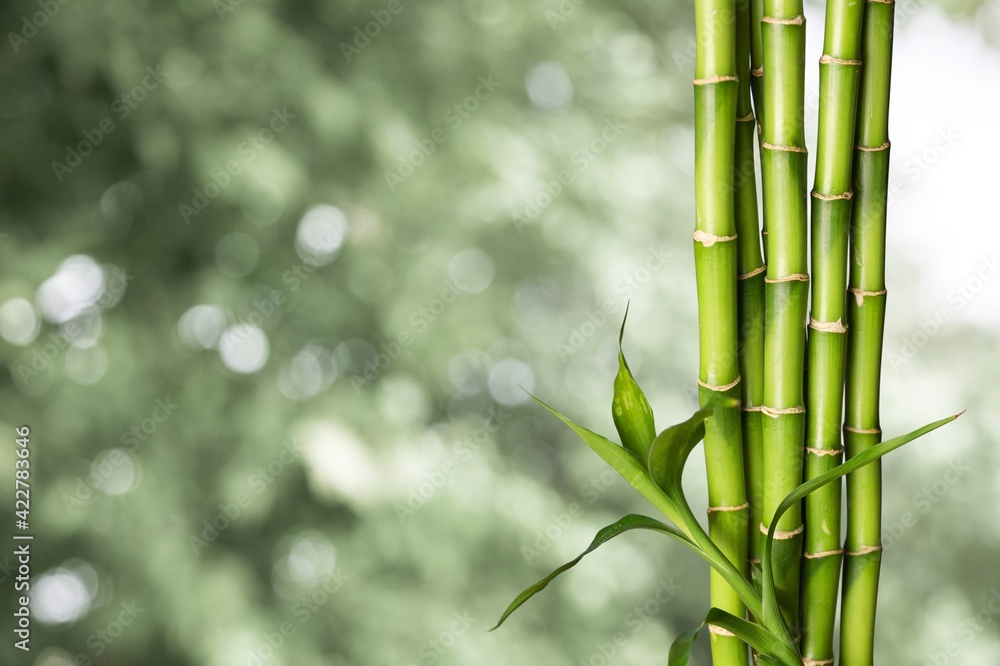 Many bamboo stalks on bokeh background Many bamboo stalks on bokeh background