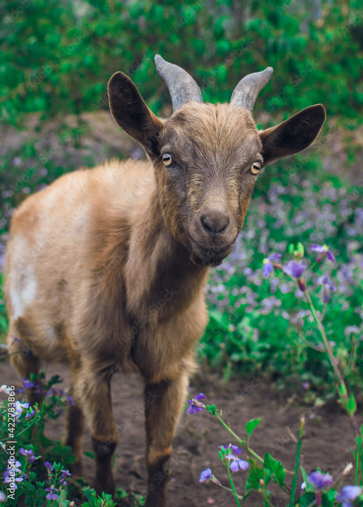 Fototapeta premium goat in the grass