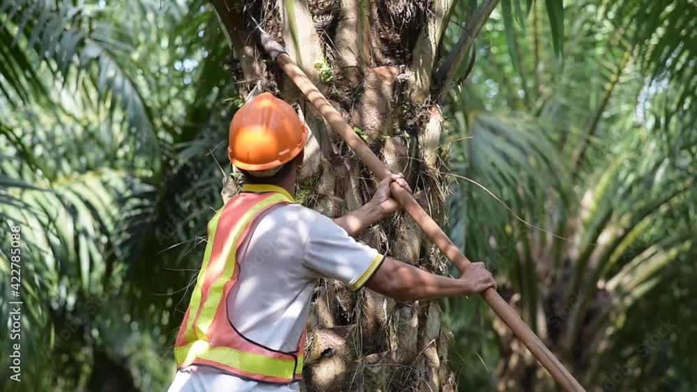 Senior traditional asian palm oil farmer pruning palm oil fronds and