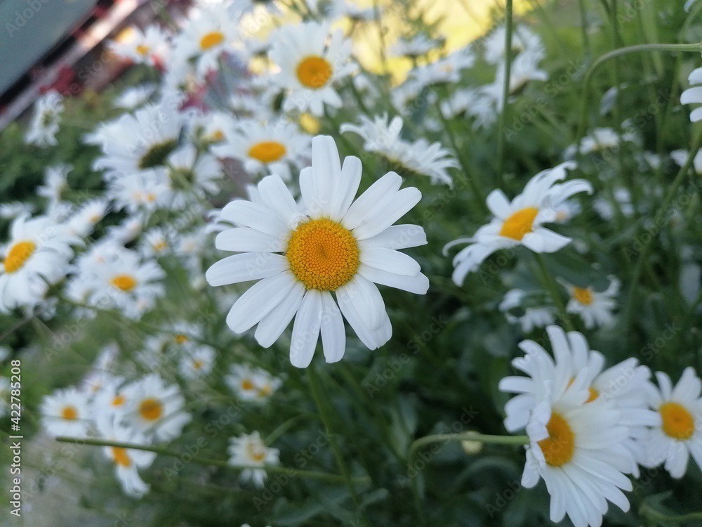 Obraz premium daisies in a garden