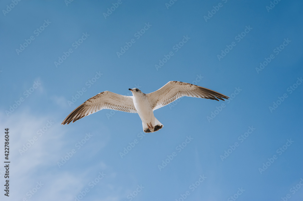 Obraz premium A large, beautiful white seagull flies against the blue sky, soaring above the clouds and the ocean, spreading its long wings. Summer bird photography.