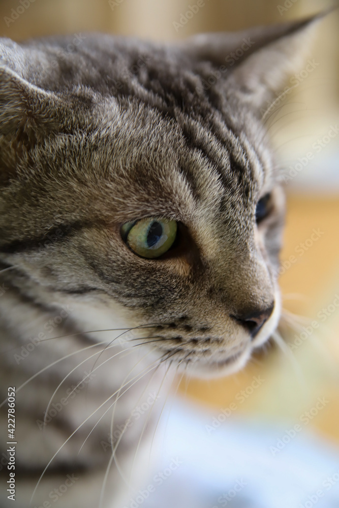 サバトラ猫 サバトラ猫
