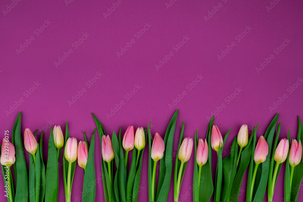 Floral background Tulips on a bright surface