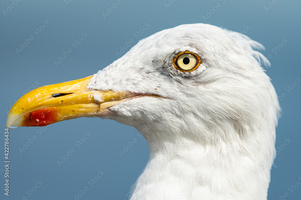 Closeup portrait of a european herring gull Closeup portrait of a european herring gull
