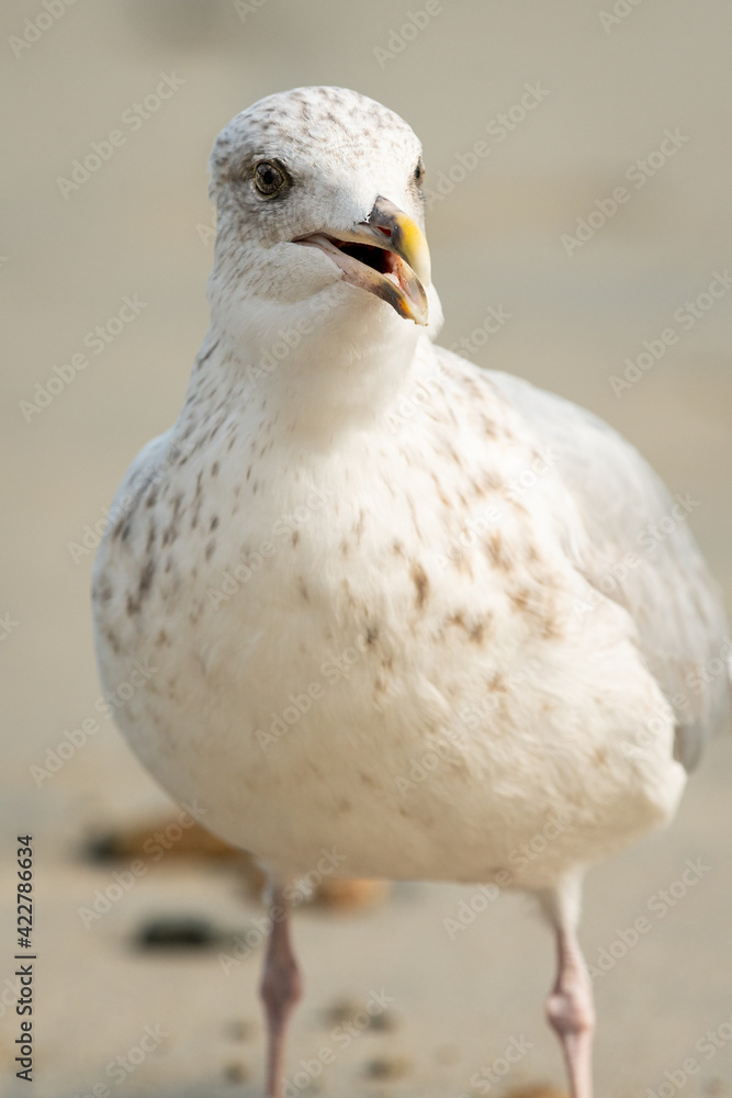 Fototapeta premium A young european herring gull standing on the beach