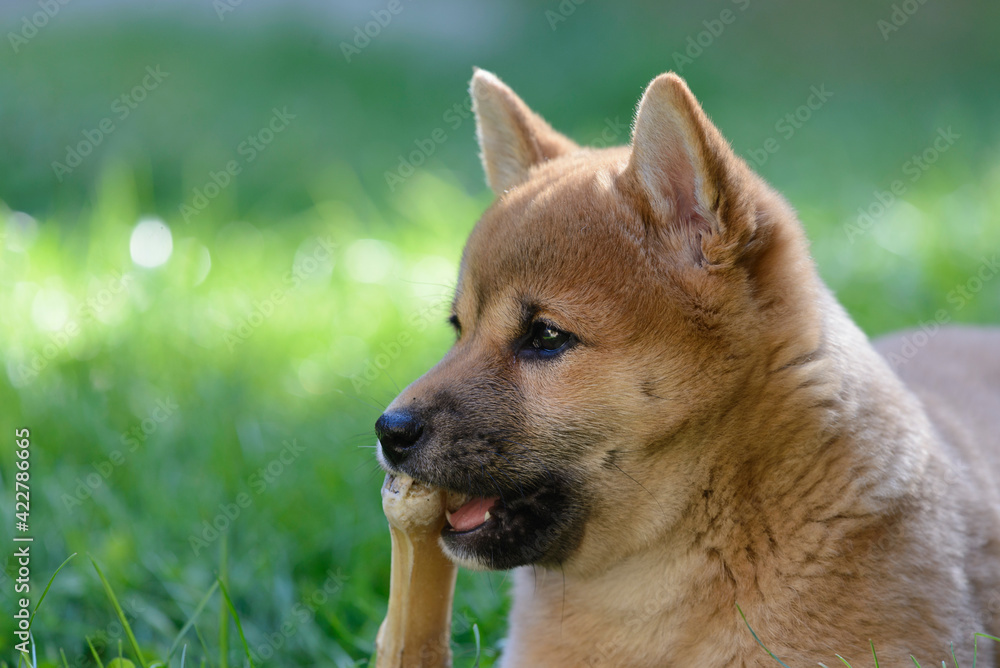Perro cachorro de dos meses , raza Shiba inu en el césped, con fondo verde