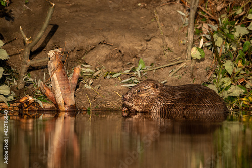 A beaver eating on a sunny morning in summer