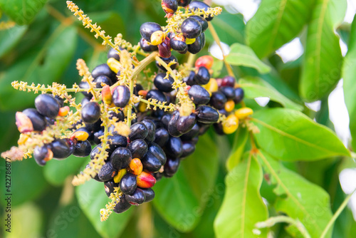 Lepisanthes rubiginosa, a wild fruit of Thailand that is ripe on the tree. photo