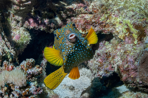 Spotted yellow boxfish (Ostracion Cubicus). Underwater photography.