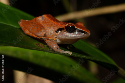 Pristimantis frog