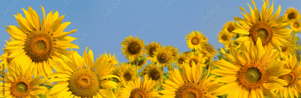 Beautiful landscape sunflowers blooming. Sunflowers with blue sky. natural background. Beautiful landscape sunflowers blooming. Sunflowers with blue sky. natural background.