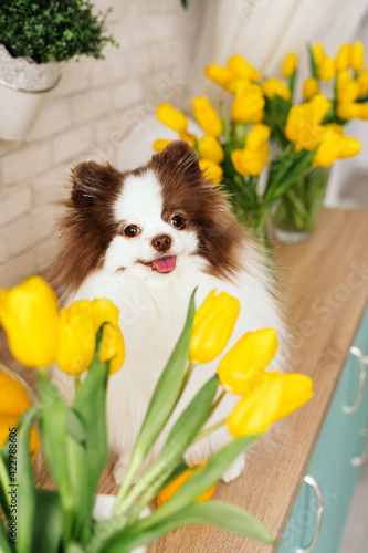beautiful white chocolate spitz in the kitchen among yellow tulips. national dog day. a pet. spring decor. women's Day. flowers in the house. world animal day