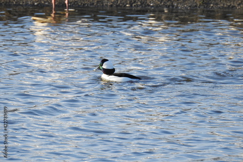 A male bufflehead swimming in the waters of the Colusa National Wildlife Refuge, in the Sacramento Valley, California.