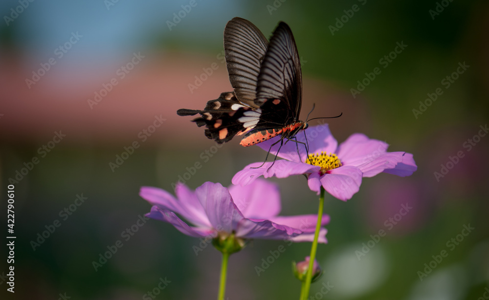 Butterfly on the flower in the garden Butterfly on the flower in the garden