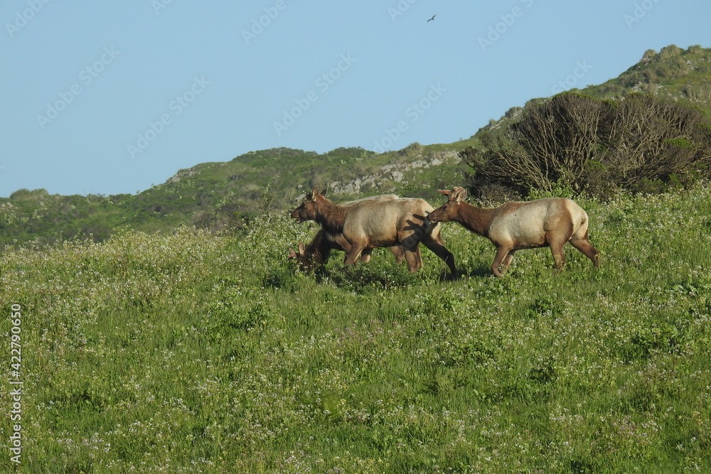 Fototapeta premium Tule elk roaming the grassy hillsides of Point Reyes National Seashore in Marin County, Northern California.