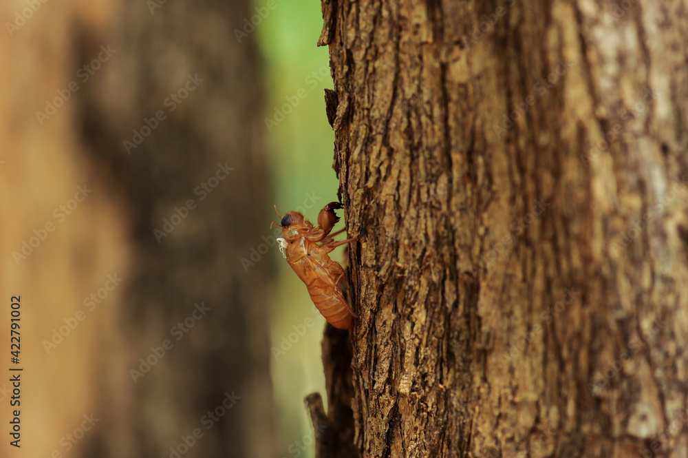 Fototapeta premium squirrel on a tree