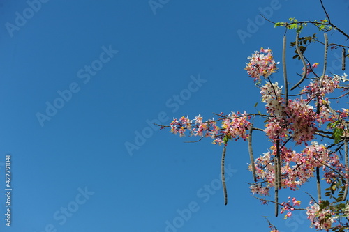 flowers against sky
