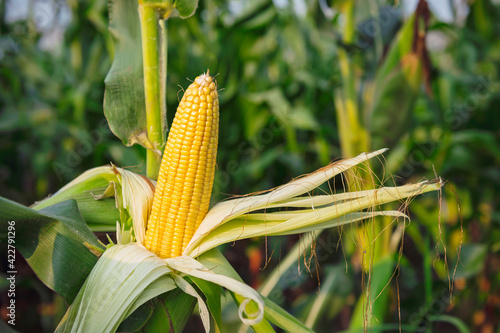 fresh corn on stalk in field