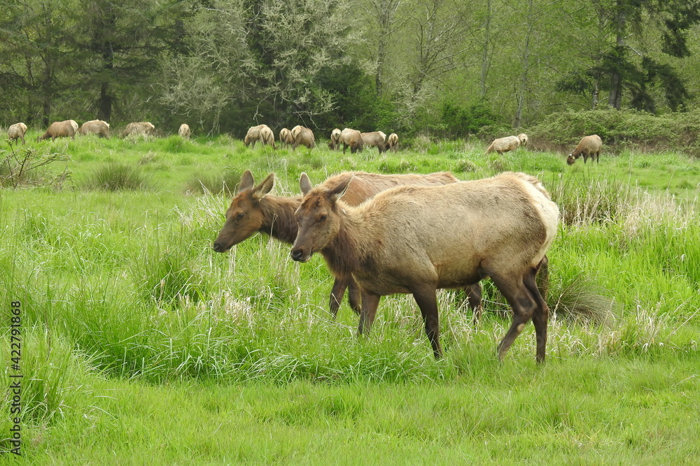 Fototapeta premium Wild elk herd grazing in a meadow outside of Crescent City, in Del Norte County, Northern California.