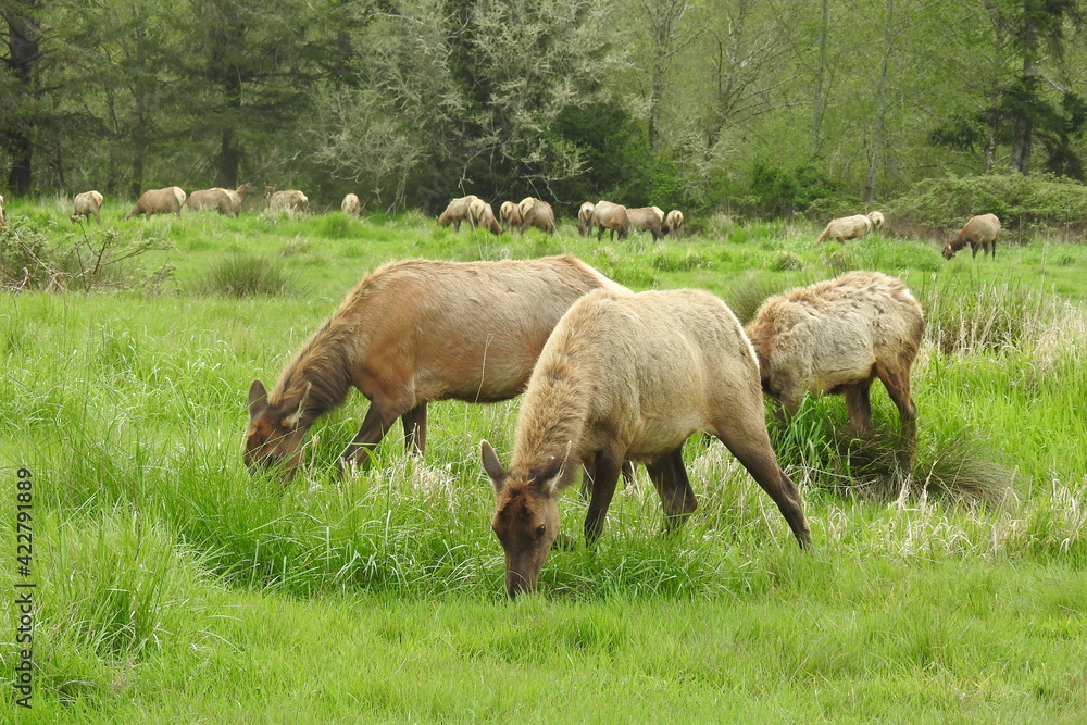 Wild elk herd grazing in a meadow outside of Crescent City, in Del Norte County, Northern California. Wild elk herd grazing in a meadow outside of Crescent City, in Del Norte County, Northern California.