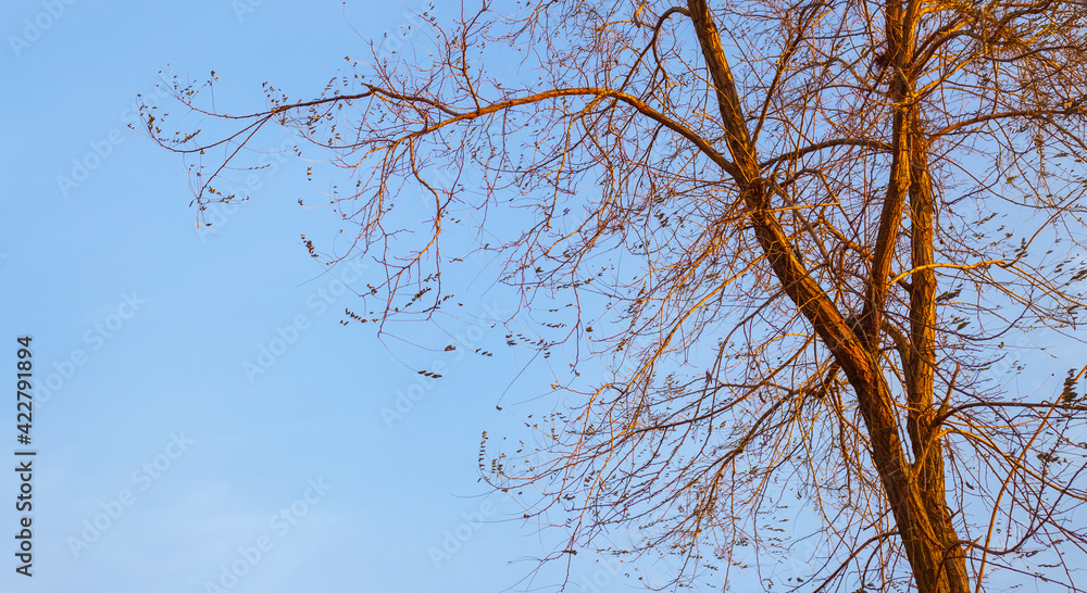 Leafless tree branches against the sky illuminated by the evening sun. Natural landscape in early spring Leafless tree branches against the sky illuminated by the evening sun. Natural landscape in early spring