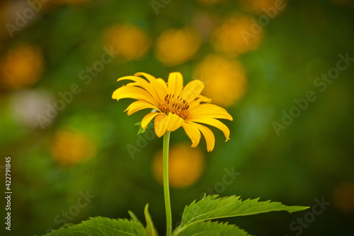 kwiatek żółty