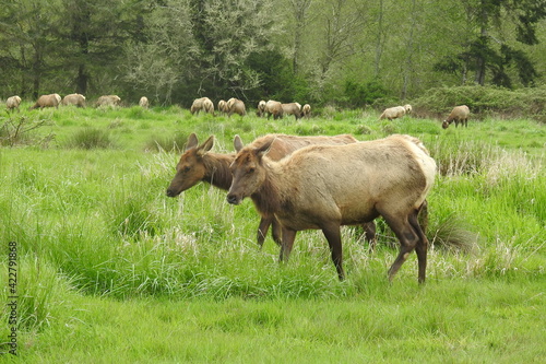 Wild elk herd grazing in a meadow outside of Crescent City, in Del Norte County, Northern California.