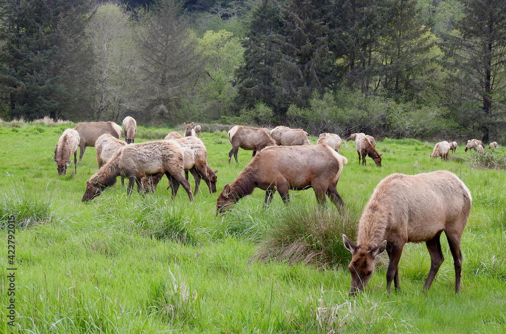 Wild elk herd grazing in a meadow outside of Crescent City, in Del Norte County, Northern California. Wild elk herd grazing in a meadow outside of Crescent City, in Del Norte County, Northern California.
