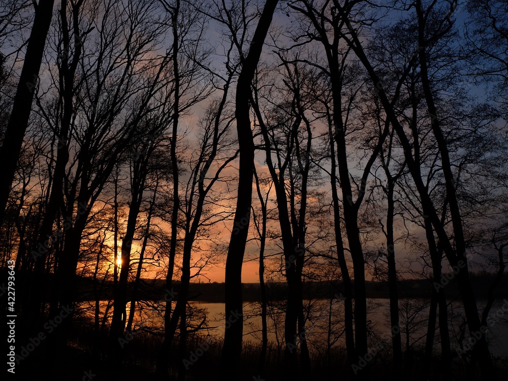 Fototapeta premium Las nad jeziorem