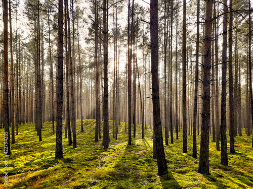 Wiosenny, mglisty poranek w sosnowym lesie. © boguslavus