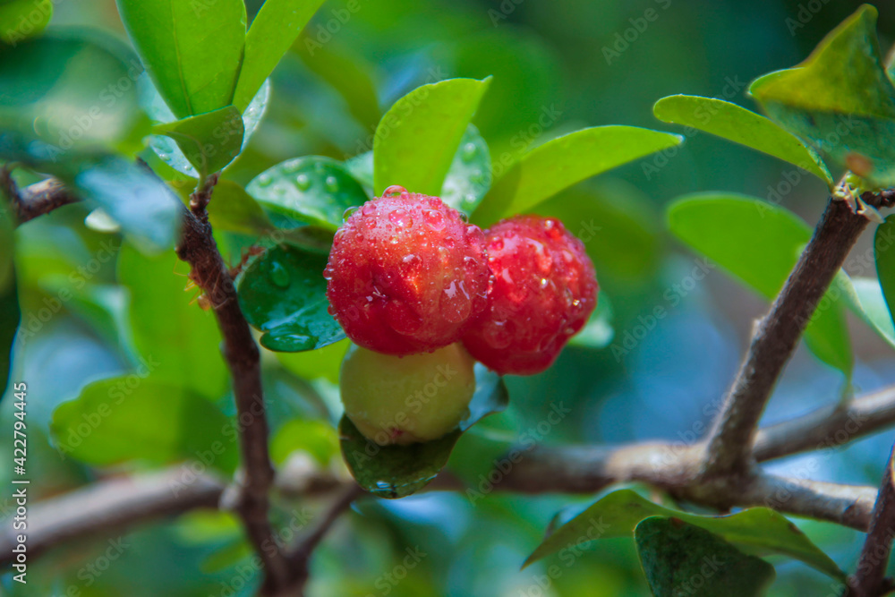 Acerola cherry on the tree with water drop, High vitamin C and antioxidant fruits. Fresh organic Acerola cherry on the tree. Acerola cherry on the tree with water drop, High vitamin C and antioxidant fruits. Fresh organic Acerola cherry on the tree.