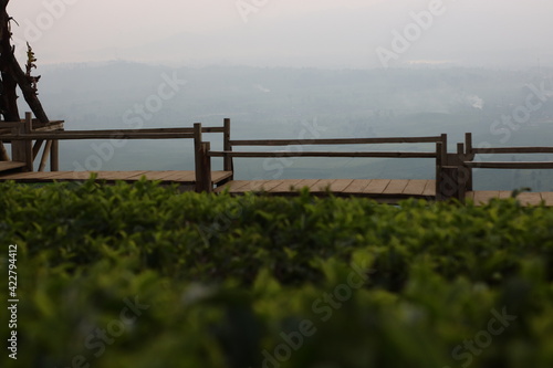 a bridge in the middle of a tea plantation © elisabeth