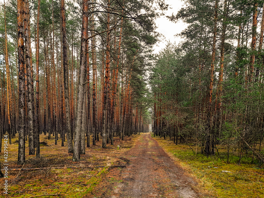 Fototapeta premium Droga w sosnowym lesie.