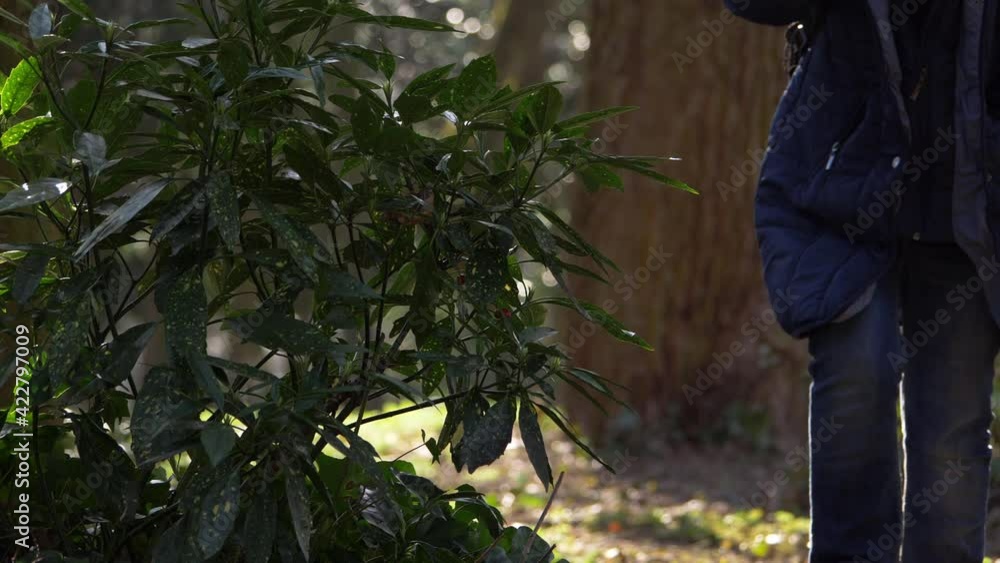 Hiker in lush woodland walks towards camera Hiker in lush woodland walks towards camera