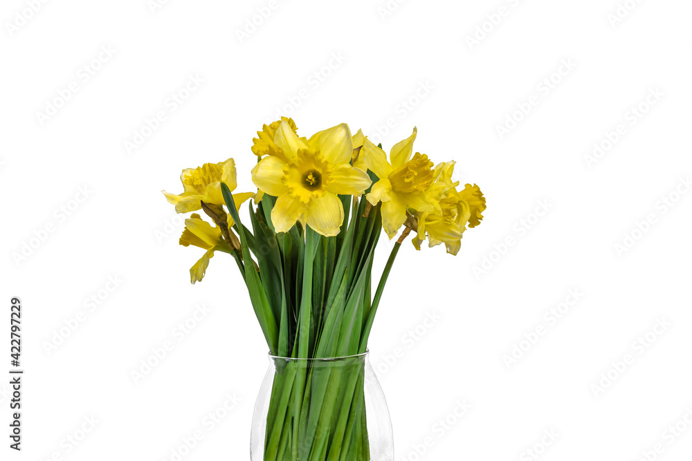 Side view of bunch of Daffodils in translucent vase. Easter and spring cut flowers. 