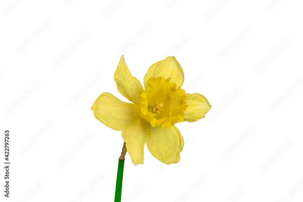 Fototapeta premium Daffodil or Narcissus isolated on white. Easter flower.