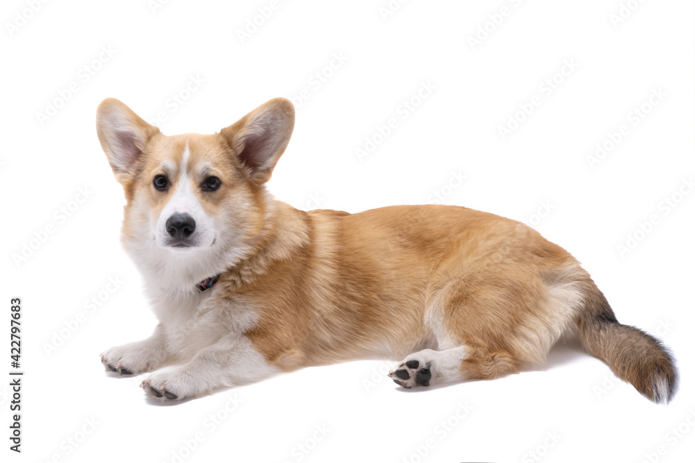 corgi welsh pembroke isolated