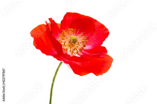 Fototapeta Naklejka Na Ścianę i Meble -  beautiful poppy flower isolated
