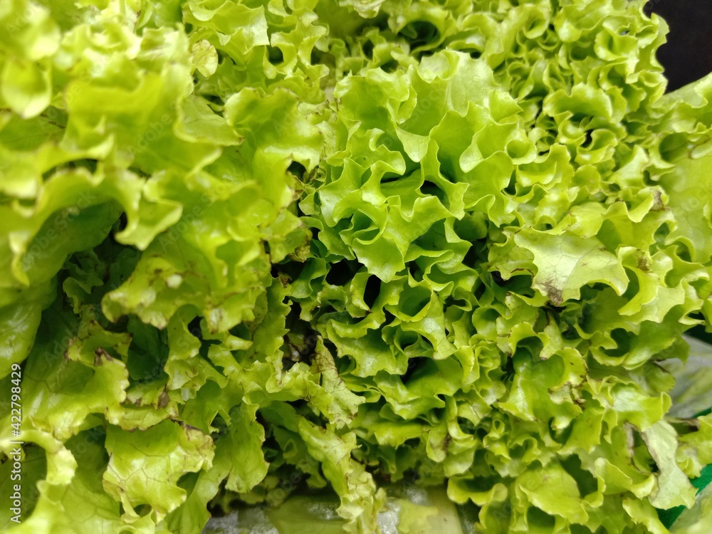 fresh green lettuce fresh green lettuce