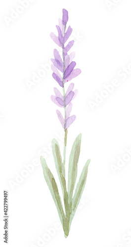 Hand drawn watercolor lavender flower