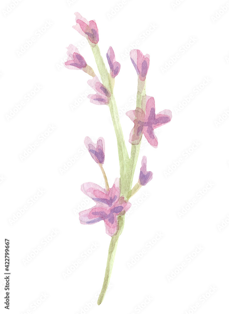 Hand drawn watercolor lilac flower