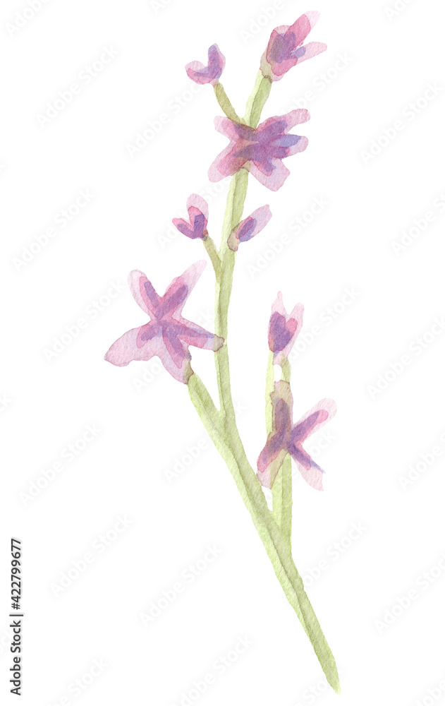 Hand drawn watercolor lilac flower