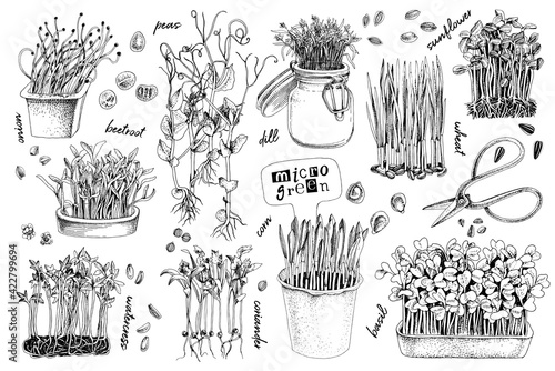 Hand drawn micro green elements set