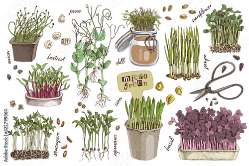 Hand drawn micro green elements set