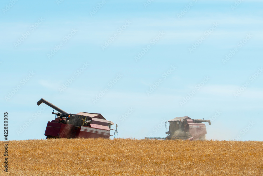 Fototapeta premium combine harvester while working in the field with wheat during the harvesting campaign. Healthy food and eco-friendly product, no preservatives, the area is free of environmental pollution