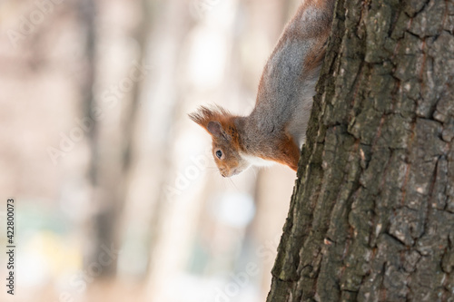 Squirrel in winter sits on a tree.