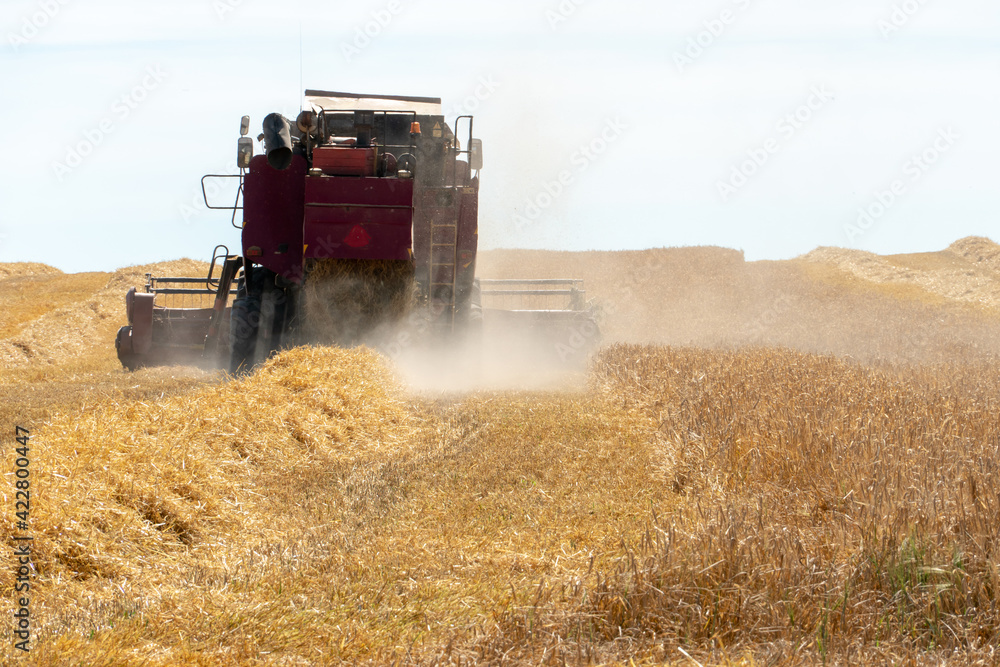 Obraz premium combine harvester while working in the field with wheat during the harvesting campaign. Combine harvesting the wheat field. The harvest season of grain crops.
