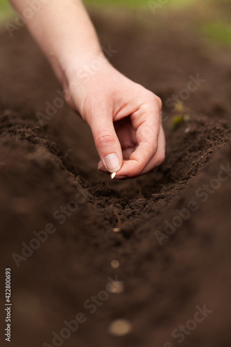 Sowing plants. The hand lays the seeds in the fertile soil.