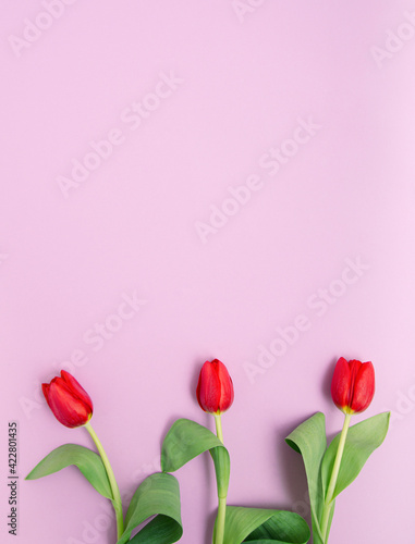 Red tulips with green leaves flat lay on pink background. Three flowers photography.